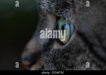 Nahaufnahme eines Katzengesichtes. Tabby Kat. Felis catus. Seitenansicht. Detailhintergrund. Stockfoto