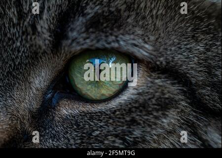 Nahaufnahme eines Katzenauges. Tabby Kat. Felis catus. Leuchtend gelbe Augen mit schwarzer Pupille. Detailhintergrund. Stockfoto