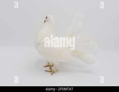 Englisch Fantail Taube, schöne weiße Taube isoliert auf weißem Hintergrund Stockfoto