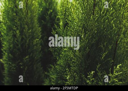 Zypresse in einem Topf mittelmeer tropischen Busch Textur Blume Makro Stockfoto