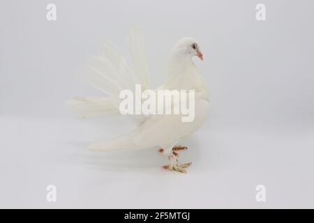 Englisch Fantail Taube, schöne weiße Taube isoliert auf weißem Hintergrund Stockfoto