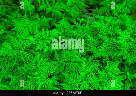 Draufsicht auf viele Farnblätter. Natur Hintergrund Stockfoto