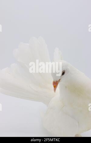 Englisch Fantail Taube, schöne weiße Taube isoliert auf weißem Hintergrund Stockfoto