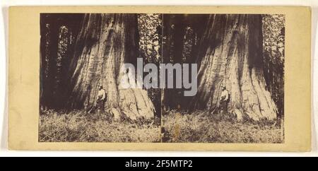 Großer Baum in Mariposa Grove, 94 Fuß im Umfang.. Stockfoto