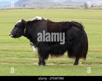 Heimischer Yak (Bos mutus), Orchon Valley National Park, Mongolei Stockfoto