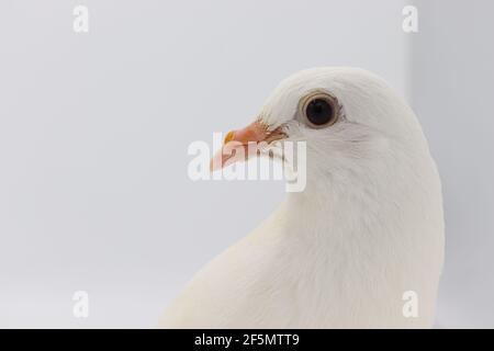 Englisch Fantail Taube, schöne weiße Taube isoliert auf weißem Hintergrund Stockfoto