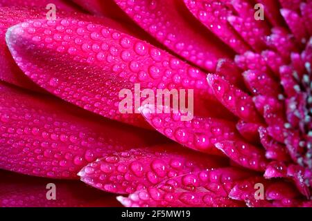 Ein Blick auf eine schöne rote Gerbera Blume mit Wassertropfen. Natur Hintergrund Stockfoto