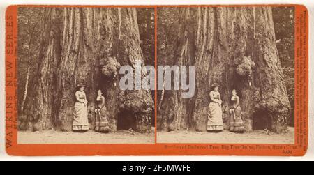 Abschnitt von Redwood Tree, Big Tree Grove, Felton, Santa Cruz Co., Cal.. Carleton Watkins (Amerikanisch, 1829 - 1916) Stockfoto