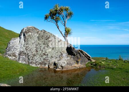 Kohlbaum wächst auf einem Felsen, mit Pazifik in der Ferne, Glenburn, Wairarapa, Nordinsel, Neuseeland Stockfoto