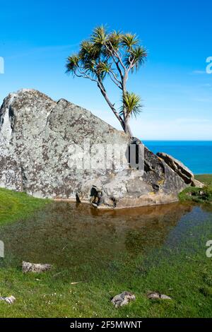 Kohlbaum wächst auf einem Felsen, mit Pazifik in der Ferne, Glenburn, Wairarapa, Nordinsel, Neuseeland Stockfoto