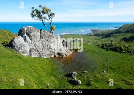 Kohlbaum wächst auf einem Felsen, mit Pazifik in der Ferne, Glenburn, Wairarapa, Nordinsel, Neuseeland Stockfoto