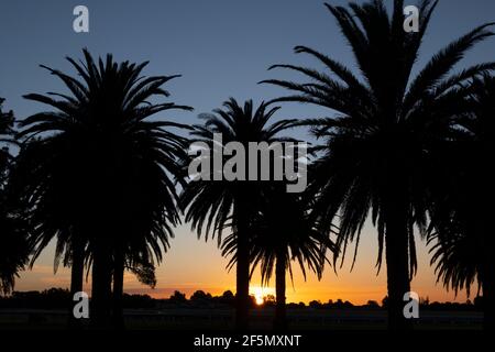 Sonnenuntergang hinter Palmen auf der Rennbahn in der Nähe von Te Aroha, Waikato, North Island, Neuseeland Stockfoto