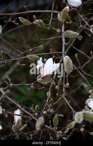 Schöner, weiß blühender Magnolie (Magnolia Kobus) blühender Baum. Magnolia stellata -Frühe Frühlingsblumen-selektiver Fokus. Stockfoto