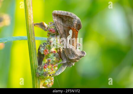 Tag aktiv Silber Y Autographa gamma Motte Bestäubung auf rosa und lila Distel Blumen tagsüber in hellem Sonnenlicht Stockfoto