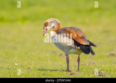 Ägyptische Gänse, Alopochen aegyptiacus, auf einer Wiese. Sie sind in Afrika südlich der Sahara und des Niltals beheimatet Stockfoto