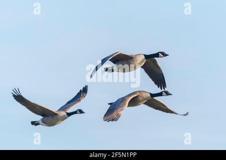 Nahaufnahme der kanadischen Gänse Branta canadensis im Flug migrieren Stockfoto