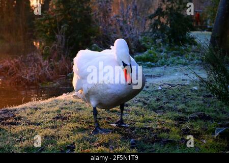 Schwan, der an einem Winterabend am Ufer spazierengeht Stockfoto