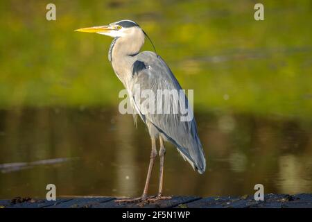 Nahaufnahme eines Graureiher, Ardea cinerea, Angeln auf einem See Stockfoto