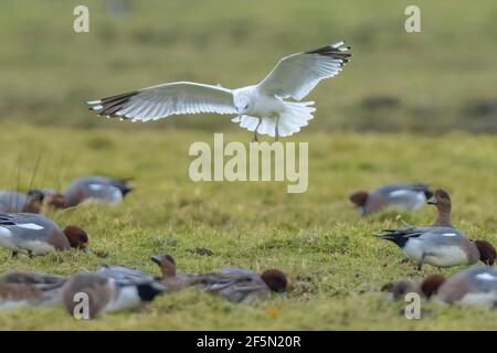 Die gemeine Möwe, die Möwe oder der Meeresmull, Larus canus im Flug Stockfoto