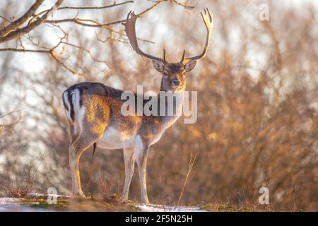 Damhirsch Dama Dama Futter im Winter Wald Schnee und Eis, selektive Fokus wird verwendet. Stockfoto