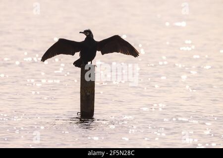 Schwarzer Kormoran, Phalacrocorax Carbo, lässt seine Flügel in der Sonne trocknen. Dieses ist charakteristische Verhalten für ein Kormoran. Stockfoto