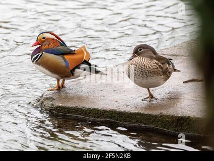 Mandarinente auf der Themse Hampton Court Stockfoto