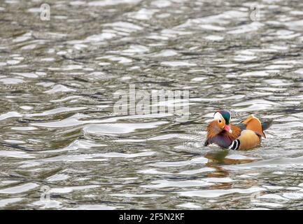 Mandarinente auf der Themse Hampton Court Stockfoto