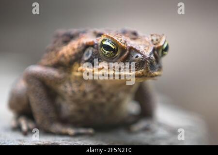 Nahaufnahme einer mürrisch aussehenden Rohrkröte oder einer riesigen neotropischen Kröte (Rhinella Marina) auf einem Felsen im Daintree Rainforest, Queensland, Australien. Stockfoto