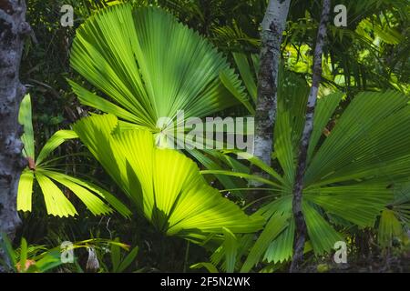 Üppige, grüne tropische australische Fächerpalme (Chamaedorea elegans) Blätter im Daintree Rainforest in Queensland Australien fangen getupptes Sonnenlicht (Foto Stockfoto