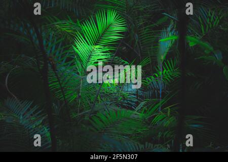 Üppige, grüne tropische Melkpalme (Chamaedorea elegans) oder neanthe bella Palmenblätter im Daintree Rainforest in Queensland Australien fangen an Stockfoto