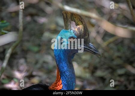 Nahaufnahme eines Kopfes eines südlichen Cassowary (Casuarius casuarius) im tropischen Daintree-Regenwald in Queensland, Australien. Stockfoto