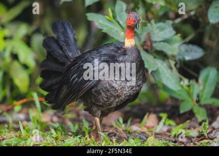 Wildtierporträt eines wilden australischen Pinselschwalben oder Gweela (Alectura lathami) im tropischen Daintree-Regenwald in Queensland, Australien. Stockfoto