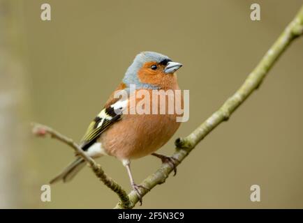 Buchfink, Wissenschaftlicher Name: Fringilla coelebs. Nahaufnahme eines männlichen Chaffinch im Frühling, direkt in einem natürlichen Waldlebensraum. Hintergrund bereinigen Stockfoto