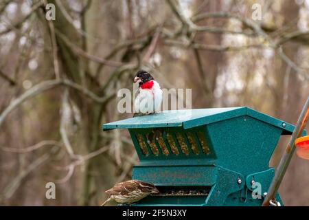 Rosenreiher-Stengel (Männchen und Weibchen) an einem grünen Vogelfutterhäuschen Stockfoto