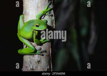 Licht- und Schattenportrait eines nachtaktiven männlichen australischen Grüns Baumfrosch (Ranoidea caerulea) Auf einem Baumstamm in der Nacht im tropischen Daintree Rainfor Stockfoto