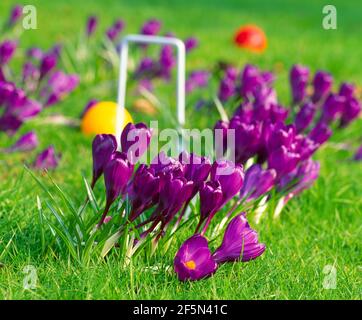 Krocket, mit Krokus, Stockfoto