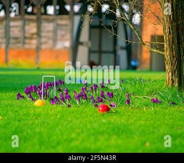 Krocket mit Krokus Stockfoto
