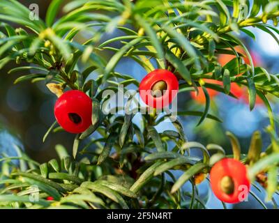 Nahaufnahme von roten Beeren auf einer Eibe Stockfoto