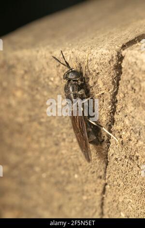 Schwarze Soldatenfliege (lat. hermetia illucens), ist eine häufige und weit verbreitete Fliege der Familie Stratiomyidae Stockfoto