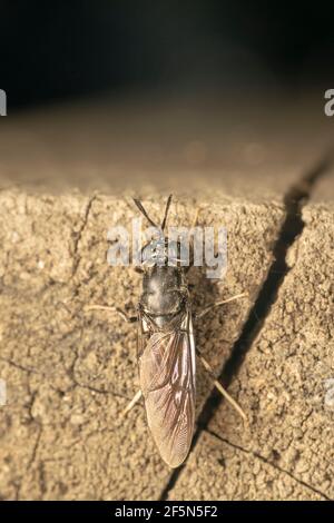 Schwarze Soldatenfliege (lat. hermetia illucens), ist eine häufige und weit verbreitete Fliege der Familie Stratiomyidae Stockfoto