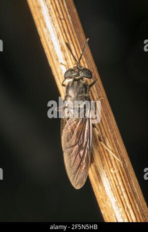 Schwarze Soldatenfliege (lat. hermetia illucens), ist eine häufige und weit verbreitete Fliege der Familie Stratiomyidae Stockfoto