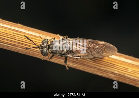 Schwarze Soldatenfliege (lat. hermetia illucens), ist eine häufige und weit verbreitete Fliege der Familie Stratiomyidae Stockfoto