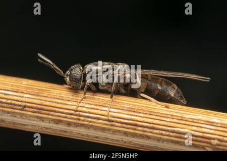 Schwarze Soldatenfliege (lat. hermetia illucens), ist eine häufige und weit verbreitete Fliege der Familie Stratiomyidae Stockfoto