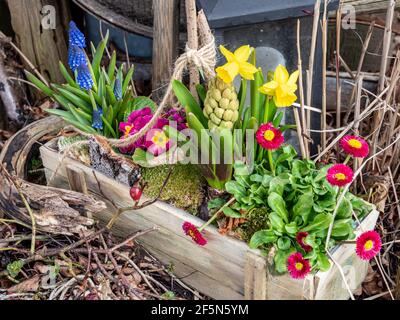 Korb mit Blumen im Frühjahr als Dekoration Stockfoto