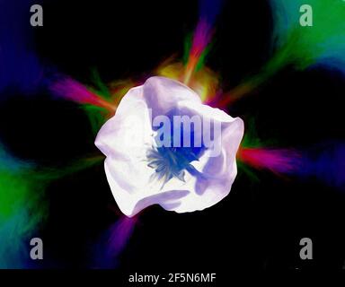 Illustration einer weißen Blume der wilden Rose auf buntem fraktalen Hintergrund. Stockfoto