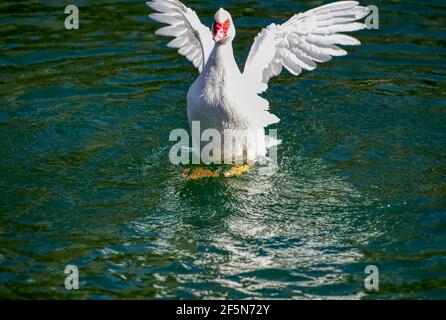 Prächtige Moskauer Ente auf einem kleinen Teich mit seinen Flügeln Verteilen Stockfoto