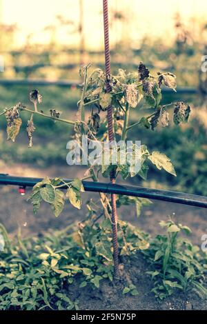 Ausgetrocknete Tomaten, schlechte Tomaten. Im Gewächshaus angebaute Tomaten werden wegen Krankheit oder Störung getrocknet. Agrarkonzept. Getönte Stockfoto