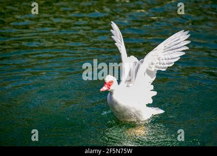 Prächtige Moskauer Ente auf einem kleinen Teich mit seinen Flügeln Verteilen Stockfoto