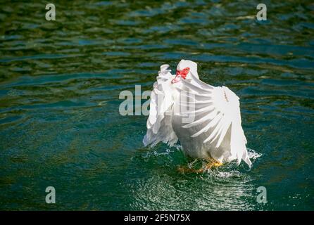 Prächtige Moskauer Ente auf einem kleinen Teich mit seinen Flügeln Verteilen Stockfoto