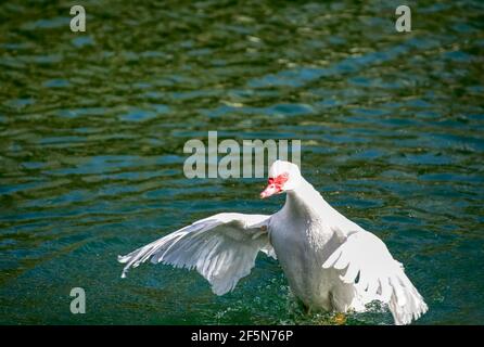 Prächtige Moskauer Ente auf einem kleinen Teich mit seinen Flügeln Verteilen Stockfoto